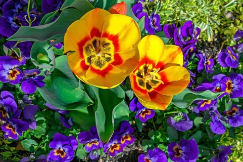 Tulips