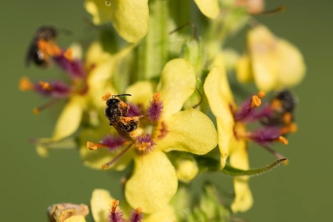 Sweat bee