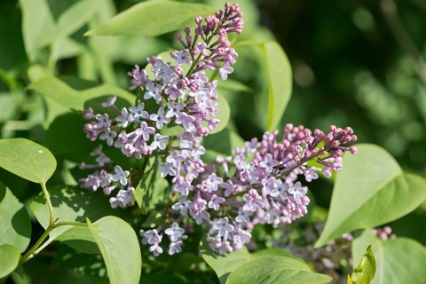 Common lilac