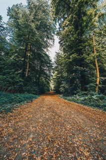 Hiking trail in the forest in the Deister near Hanover