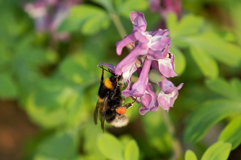 Garden bumblebee