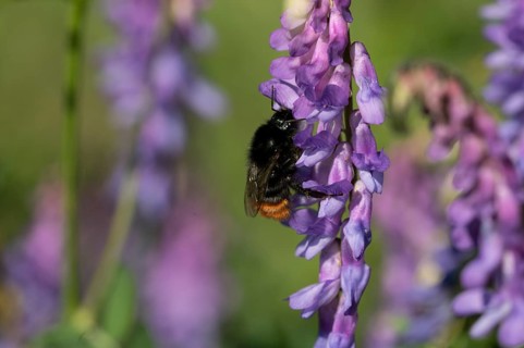 Red-tailed bumblebee