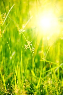 Green grass