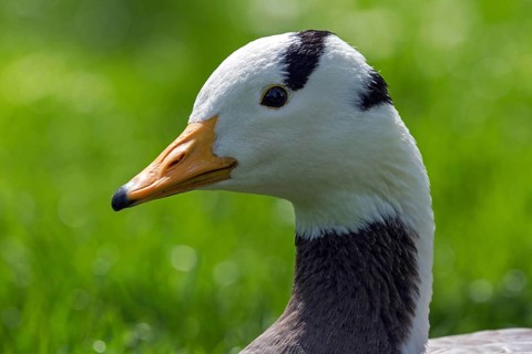 Bar-headed goose