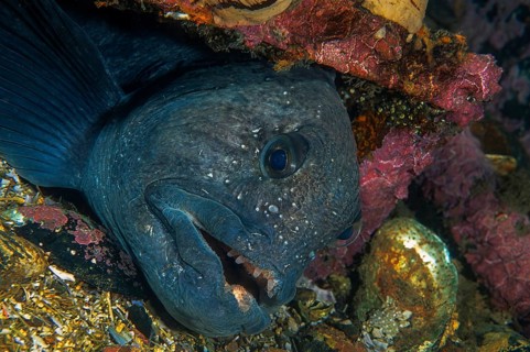 Atlantic wolffish