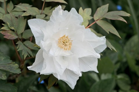 Tree peony
