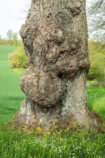 Old gnarled elm tree in Charlottenlund avenue