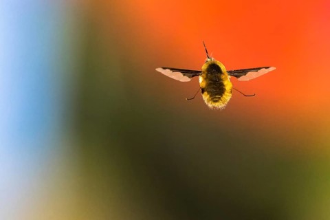 Spotted woolly hawk moth