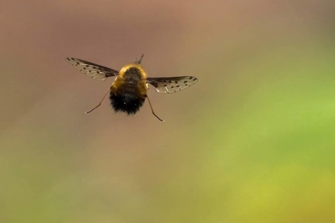 Spotted woolly hawk moth