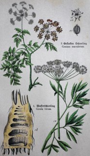 Poisonous Apiaceae umbellifer