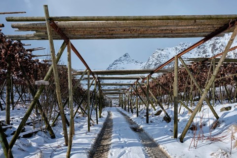 Drying flakes with stockfish cod fish heads in winter A fishing village