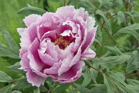 Tree peony