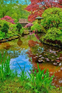 Little Japanese garden after rain