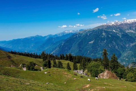 Horses grazing in Himalayas mountains. Himachal Pradesh