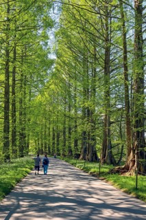 Avenue with primeval sequoias