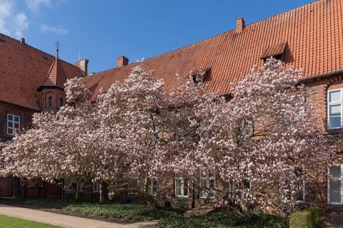 Flowering magnolias