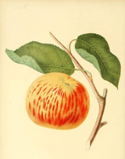 Apfel der Sorte the Gravenstein Apple