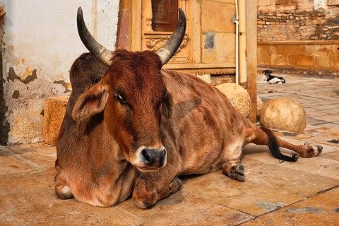 Indian cow resting sleeping in the street. Cow is a sacred animal in India. Jasialmer fort