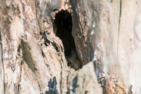 Bank vole