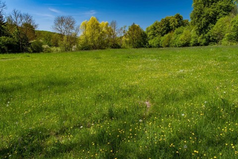 Meadow
