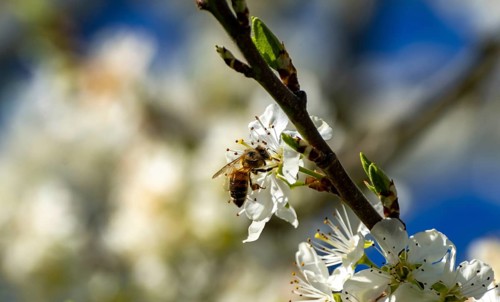 A bees