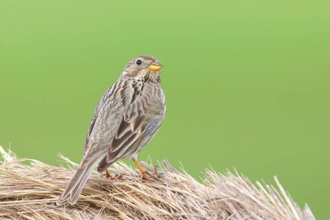 Corn bunting