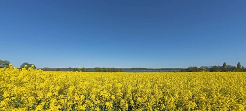 Rape field