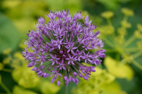 Ornamental garlic