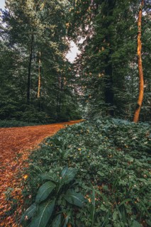 Hiking trail in the forest in the Deister near Hanover