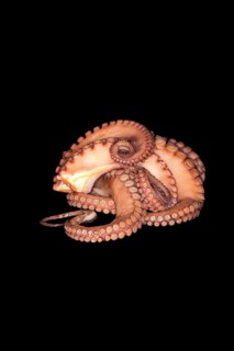 Cooked mexican four-eyed octopus