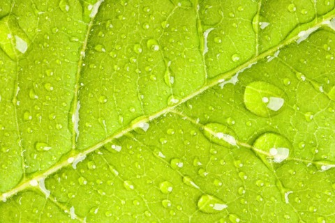 Green leaf with water droplets macro