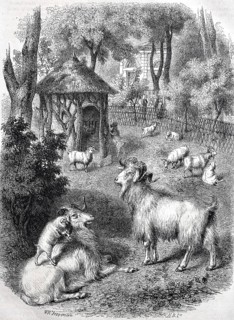 Cashmere goats from Tibet in the garden of the Museum of Nature in Paris