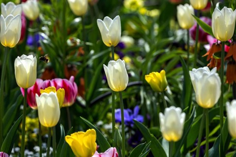 Flowering tulips