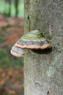 Tinder fungus