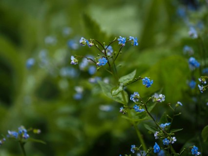 Wood forget-me-not