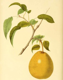 Birne der Sorte Heathcote Pear