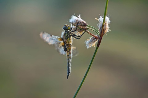 Four-spotted chaser