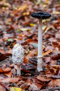Shaggy ink cap