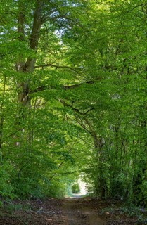 Beech forest