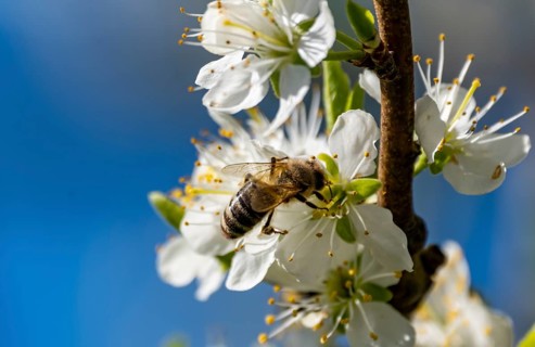 A bees