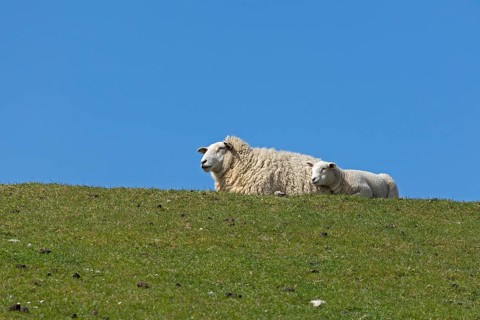 Ewe and lamb on dyke