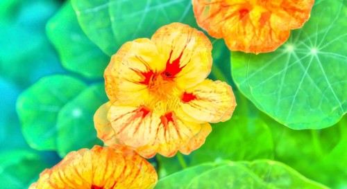 Flowers creative
