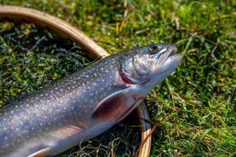 Fishing