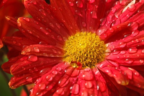 Gerbera flower close up with water droplets on petals
