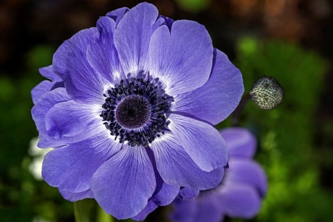 Flower of a blue anemone