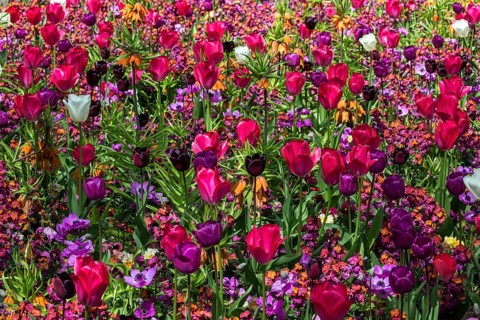 Field with flowering tulips
