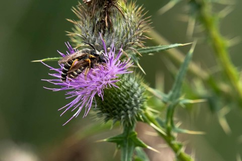 White-banded six-banded furrow bee