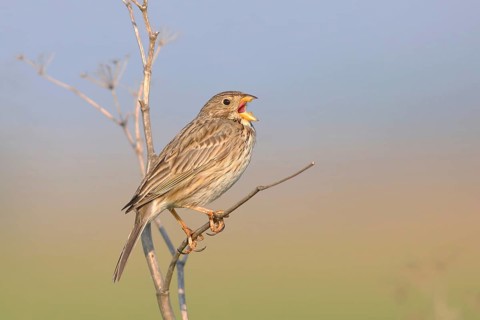 Corn bunting