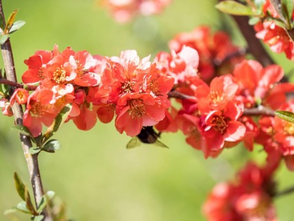 Japanese quince