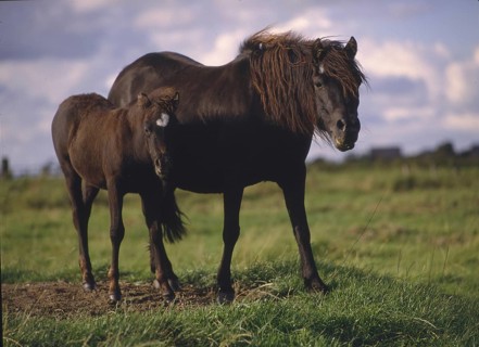 Dartmoorpony